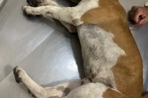 Cachorro Ferido Resgatado na Avenida: Ajude!