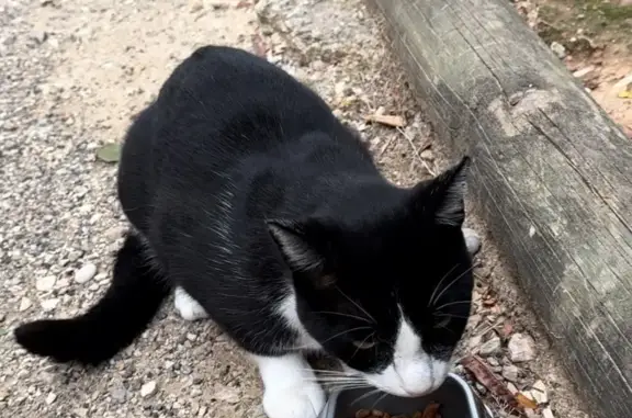 Animaux perdus Marseille Bompard, photo: Chat perdu : Impasse des Joncs, Marseille