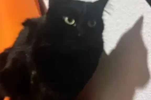 ¡Gato Bombay Negro Perdido en Alcobendas!