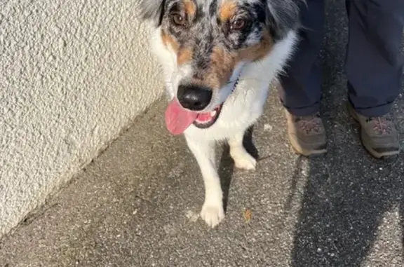 Chien trouvé Ternay, photo: Chien trouvé à Ternay, très amical
