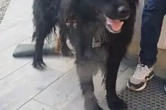 Chien trouvé , photo: Chien trouvé à Vimpelles, Rue des Fossés
