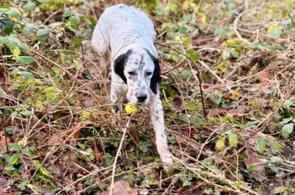 Chiots Setters Perdus à St Priest sous Aixe - photo