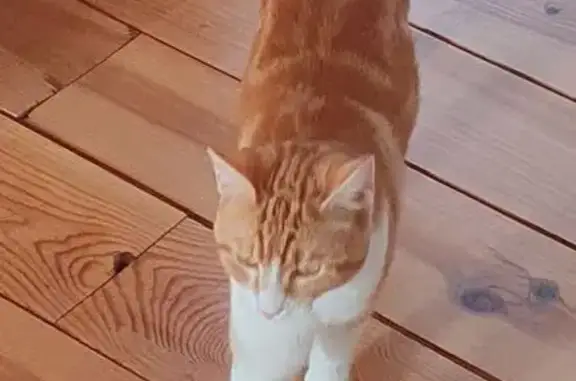 Chat trouvé Cabariot, photo: Jeune chat roux et blanc trouvé à Cabariot