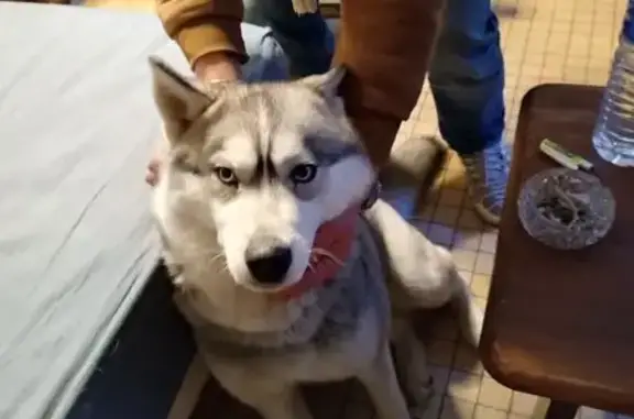 Chien trouvé Boé, photo: Husky grise trouvée à Boé le 15 février