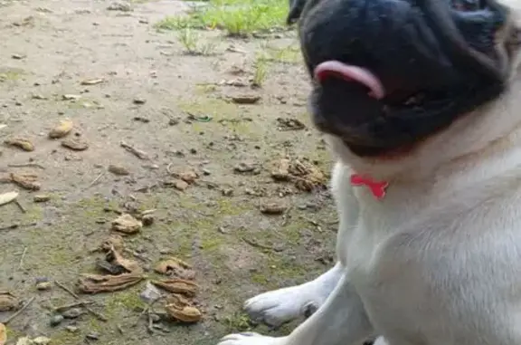 Cachorra Pug Perdida em Santo André