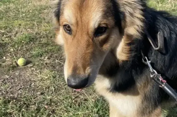 Animaux trouvés , photo: Chien trouvé sur route à Ria-Sirach