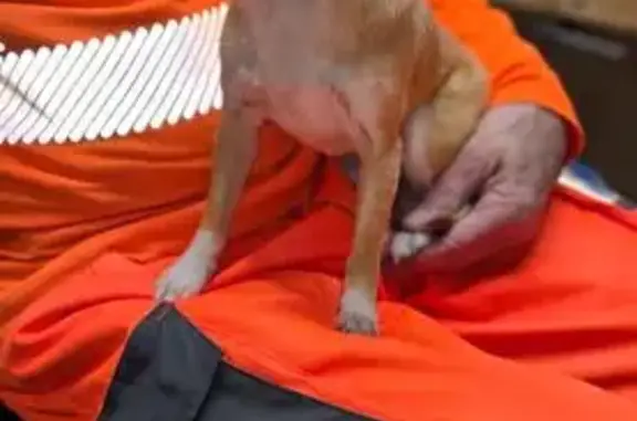 Animaux trouvés Tournon-sur-Rhône, photo: Chihuahua sable trouvé près de l'aérodrome