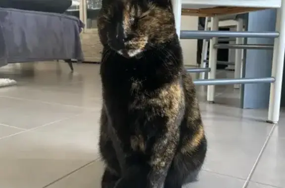 Minette écaille disparue à La Bernardière - photo