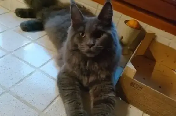 Maine Coon femelle gris bleu disparue - photo