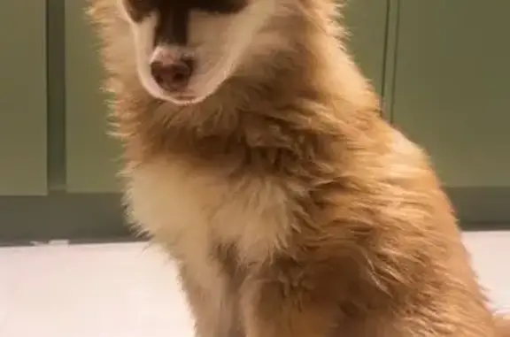 Bébé Husky disparu à Neuilly-sur-Seine - photo