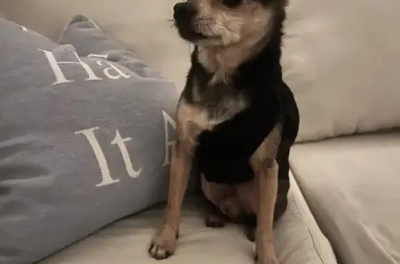 Found Older Chihuahua on W. Pico Blvd