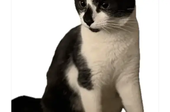 Animaux perdus Vaulx-en-Velin, photo: Chatte noire et blanche perdue à Vaulx-en-Velin