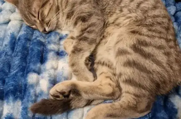 Chat Kayla perdu, collier vert, Lagor - photo
