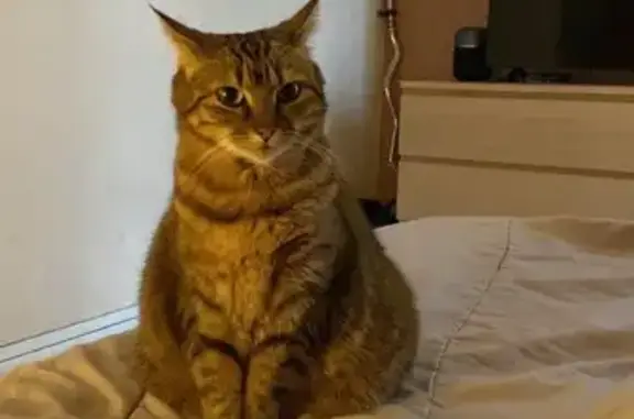 Animaux perdus Yerres, photo: Chatte tigrée perdue à Yerres