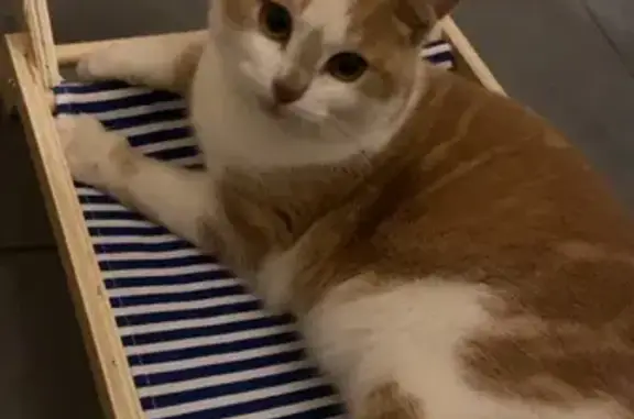 Animaux perdus , photo: Chat roux et blanc perdu à Saint-Germain