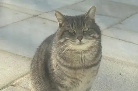 Chat mâle gris tigré trouvé à Dirac - photo