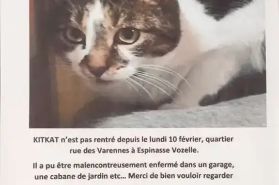 Animaux perdus , photo: Chat perdu : mâle blanc/tigré à Espinasse-V.