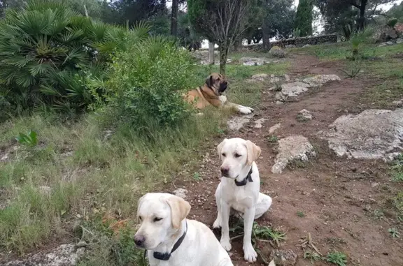 ¡Perdidos! Labradores Blancos en Artá