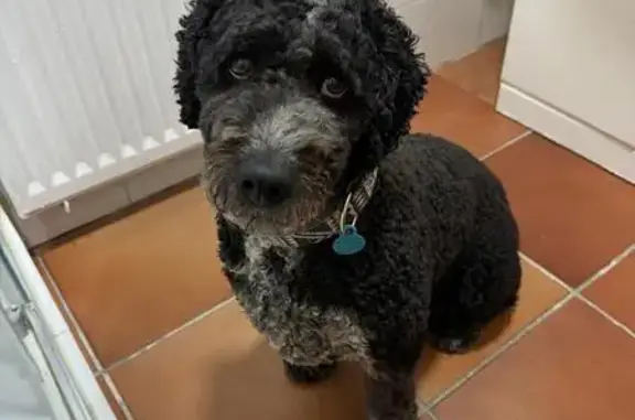 Perro de agua perdido en Barrio de la Vega