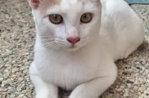 Chat perdu : Rio, mâle blanc et doré, Vendargues - photo