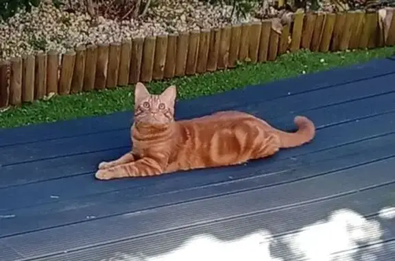 Chat non castré pleure, Chemin des Bourdettes - photo