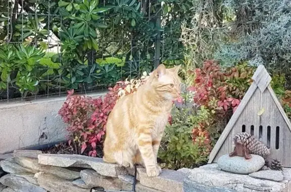 Jeune chat roux trouvé à La Valette-du-Var - photo