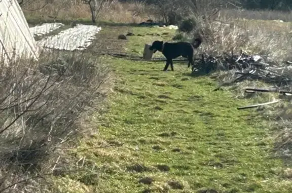 Chien noir type labrador trouvé à Pernes - photo