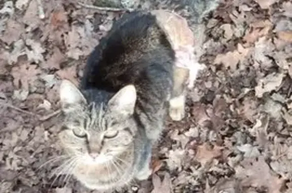 Chat tigré trouvé bandé à Mouthiers-sur-Boëme - photo