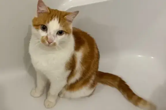 Chat perdu secteur Foucherans - photo