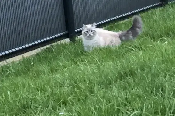Chat trouvé, peureux mais câlin, St-Grégoire - photo