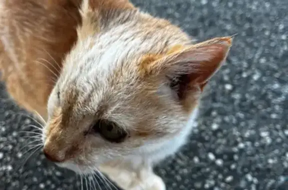Chat trouvé Tencin, photo: Chat roux borgne trouvé à Tencin