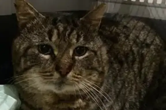 Animaux perdus Nouvelle-Aquitaine, photo: Chat tigré mâle disparu à Saint-Paul-lès-Dax