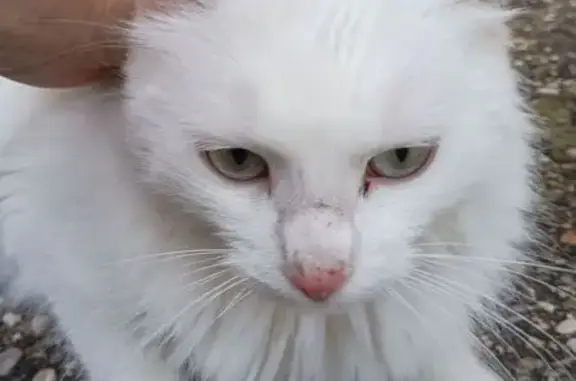 Chat trouvé Alissas, photo: Chat blanc amaigri et affectueux trouvé