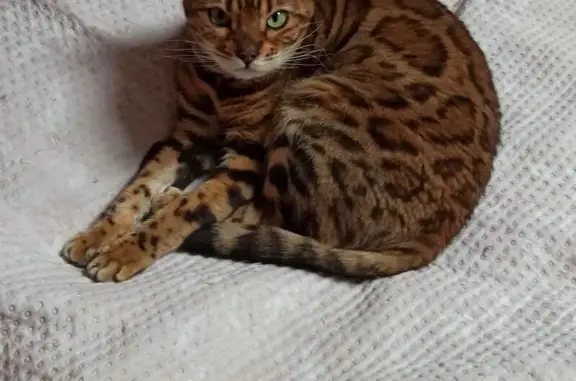 Chat perdu, La Bazoche-Gouet, photo: Chat Bengal femelle perdue à La Bazoche-Gouet