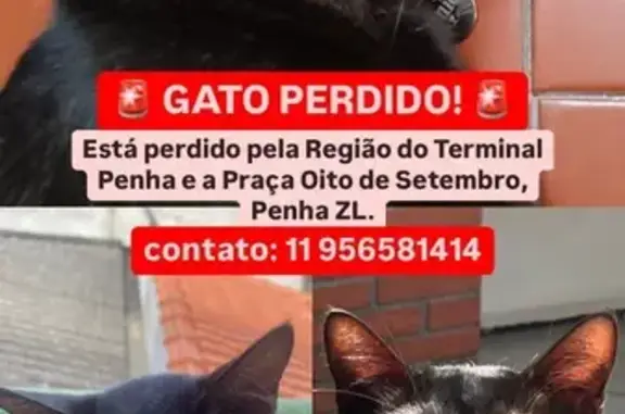 Gato Preto Desaparecido na Zona Leste