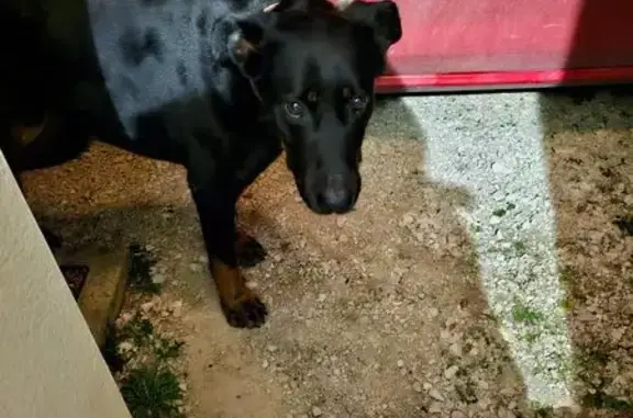 Chien trouvé , photo: Beauceron noir trouvé à Oiselay-et-Grachaux