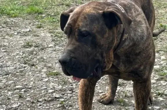 Dogo canario bringé perdu à Chindrieux - photo