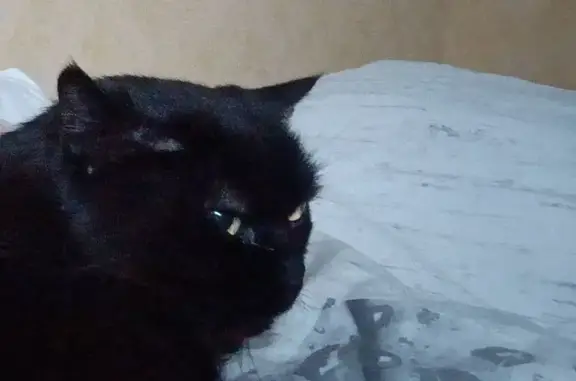 Chat perdu, Edern, photo: Chat mâle noir disparu à Edern