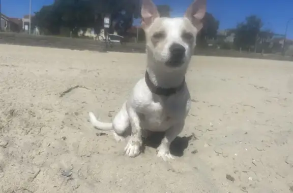 Lost Jack Russell in St Kilda East