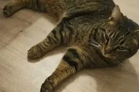 Chat tigré disparu à La Chapelle-Launay - photo