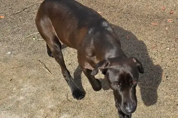 Found Chocolate Lab Mix in Marietta, GA