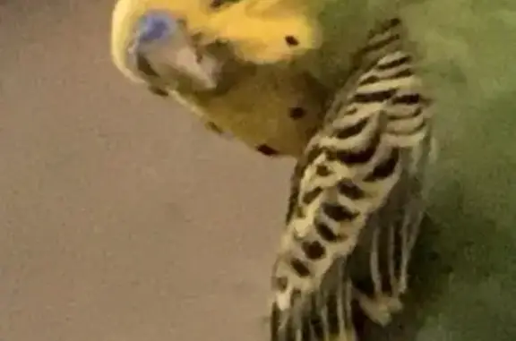 Lost Budgie: Green & Yellow on...