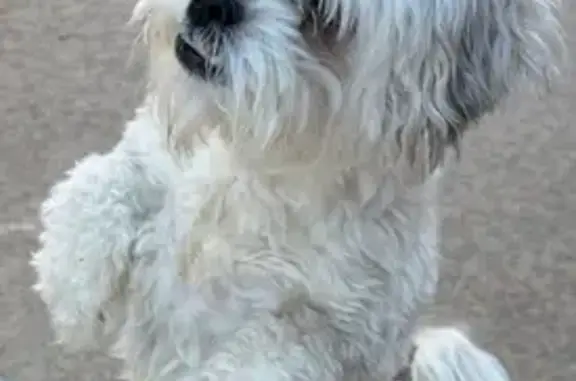 Found: Shih Tzu Mix in OKC - Help Needed!