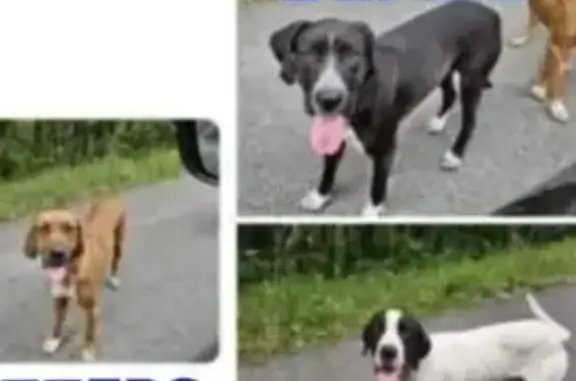 Help Find 3 Missing Boxer/Redbone Dogs!