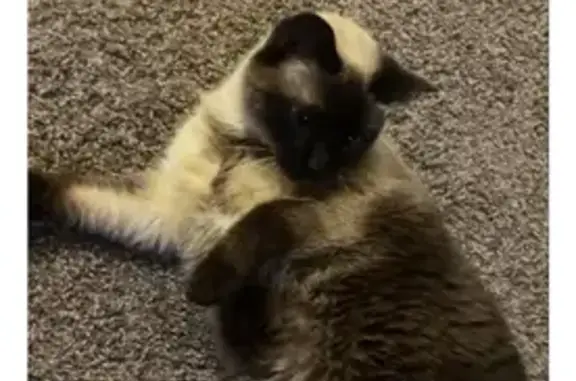 Lost Siamese Cat: Myla - Reward Offered