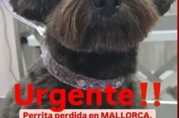 ¡Ayuda a encontrar a Molly en Marratxí!