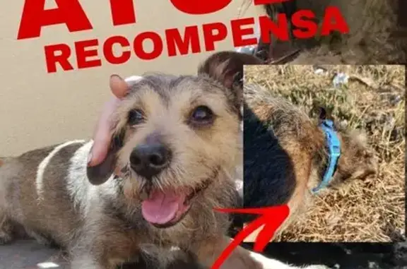 ¡Ayuda! Perro perdido en Alcantarilla