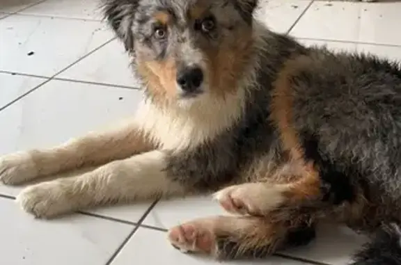 Chiot berger australien perdu à Wavignies - photo