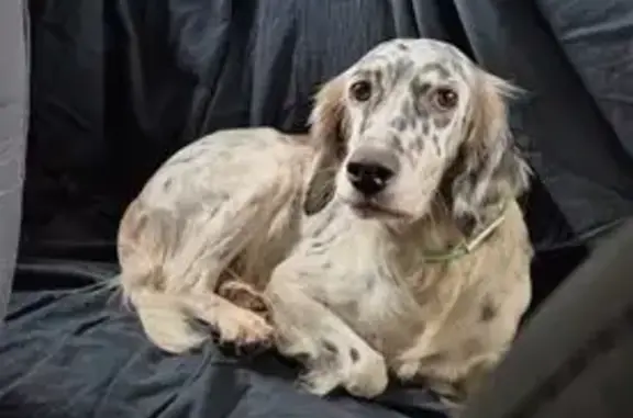 Chien perdu , photo : Setter anglais perdu, collier vert, Carcarès