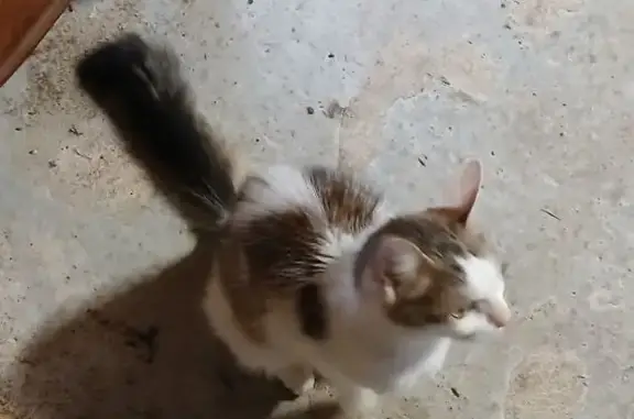 Jeune chatte trouvée chemin du Bois Clos - photo